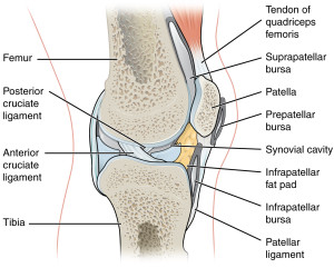Knee joints